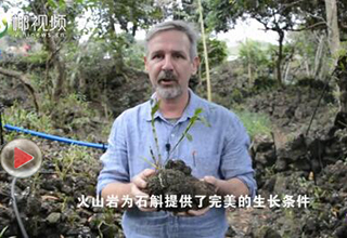 【椰視頻】兩會外傳：一棵“草”如何讓海南一個(gè)村莊蛻變